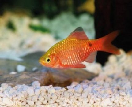 Obrázek produktu
